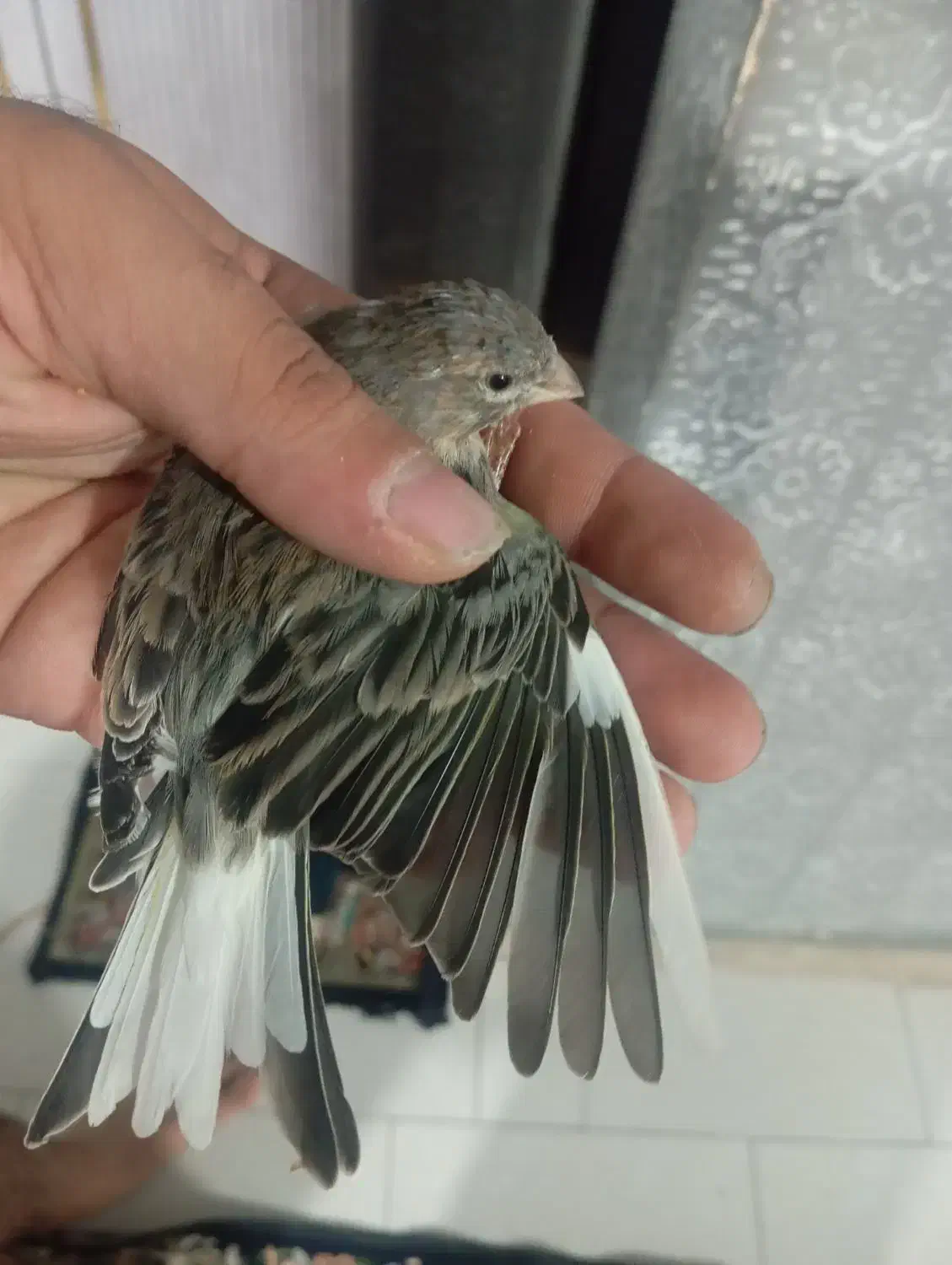 قناری بخون|پرنده|قرچک, میرزائی شمالی|دیوار