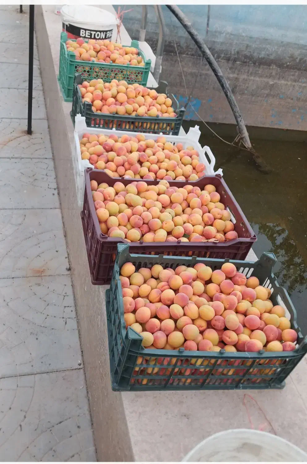 باغ وایقان|فروش خانه و ویلا|شبستر, |دیوار