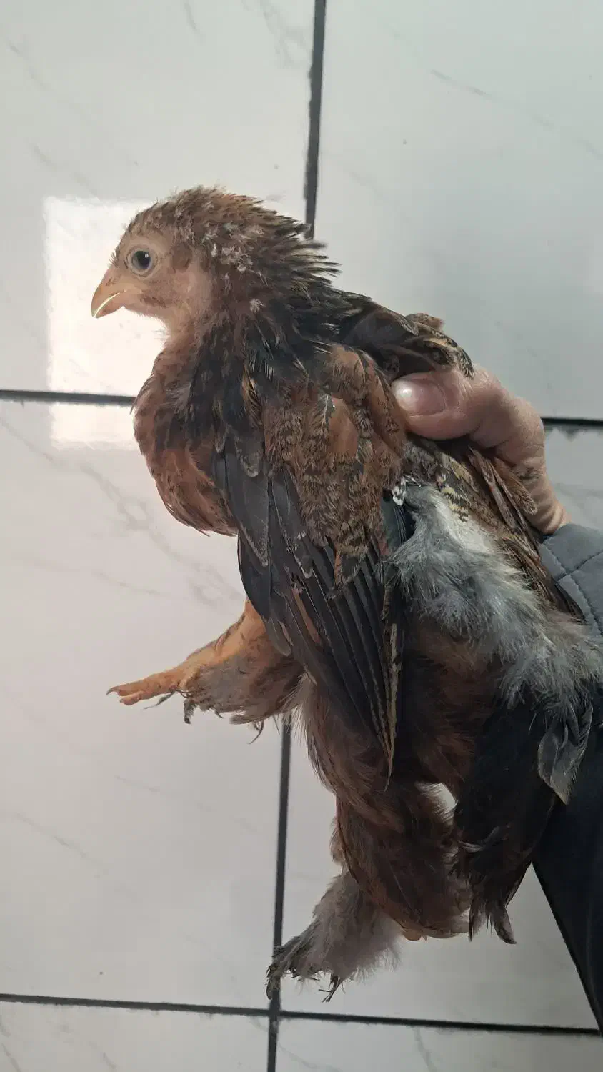 جوجه ۲.۵ ماهه برهما|حیوانات مزرعه|شهرضا, |دیوار