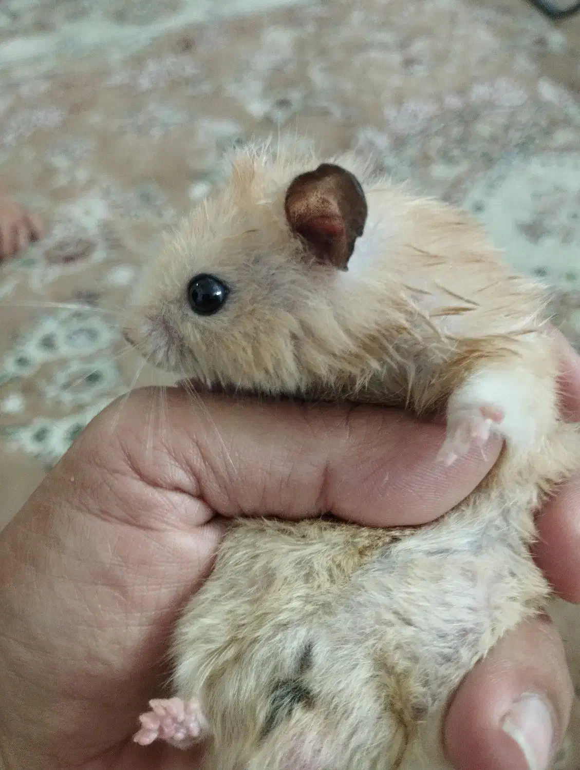 همستر|موش و خرگوش|تهران, دهقان|دیوار