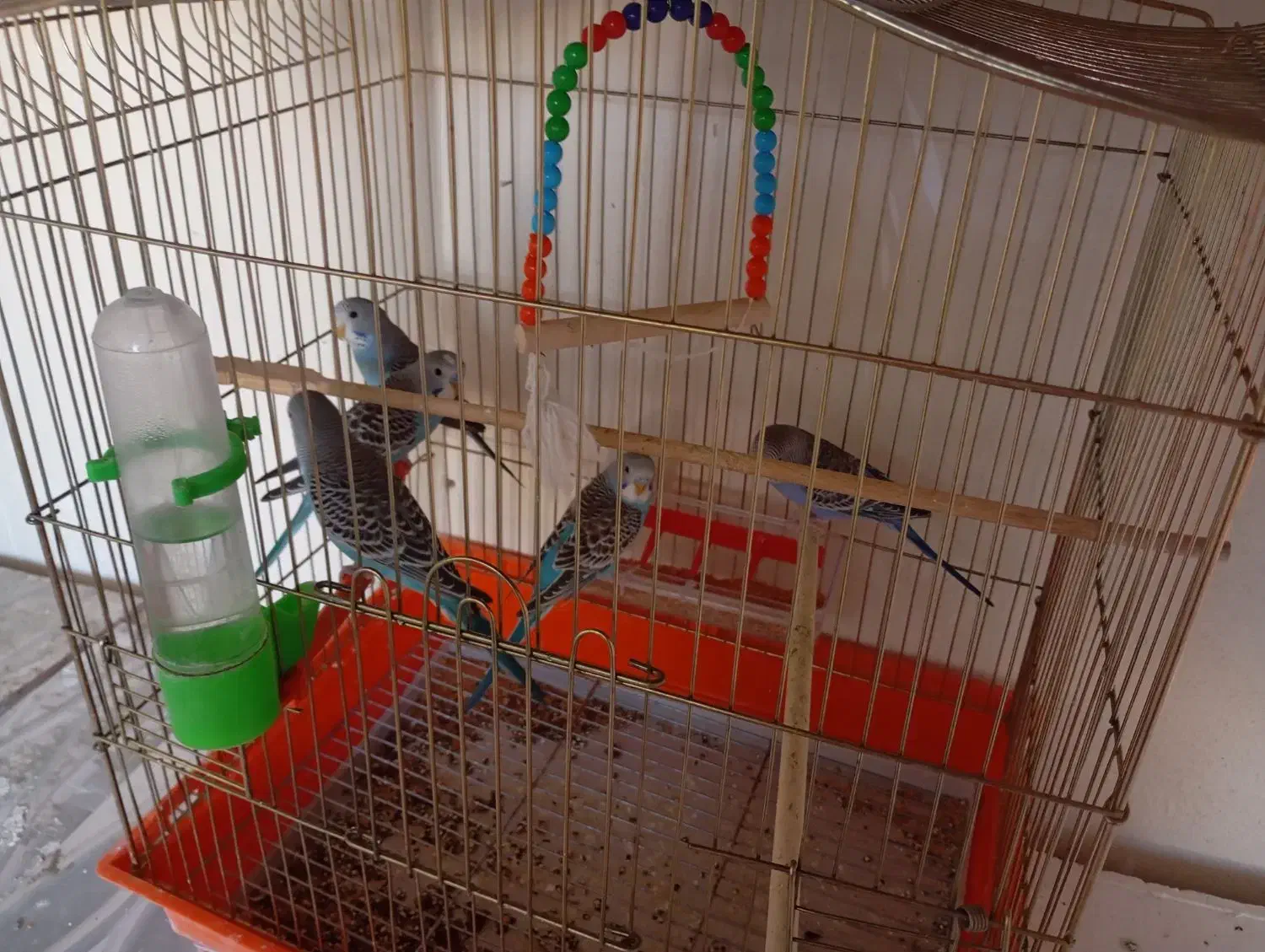 مرغ عشق وکوتوله|پرنده|خمینی‌شهر, |دیوار