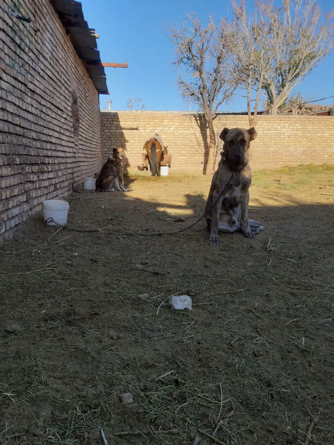 سگ گله|سگ|تربتحیدریه, رباط سفلی|دیوار