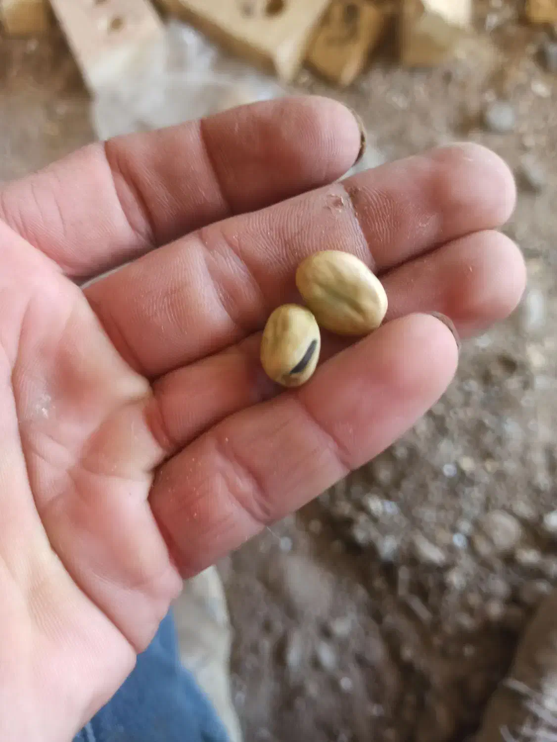 باقالی درجه یک|خوردنی و آشامیدنی|هریس, |دیوار