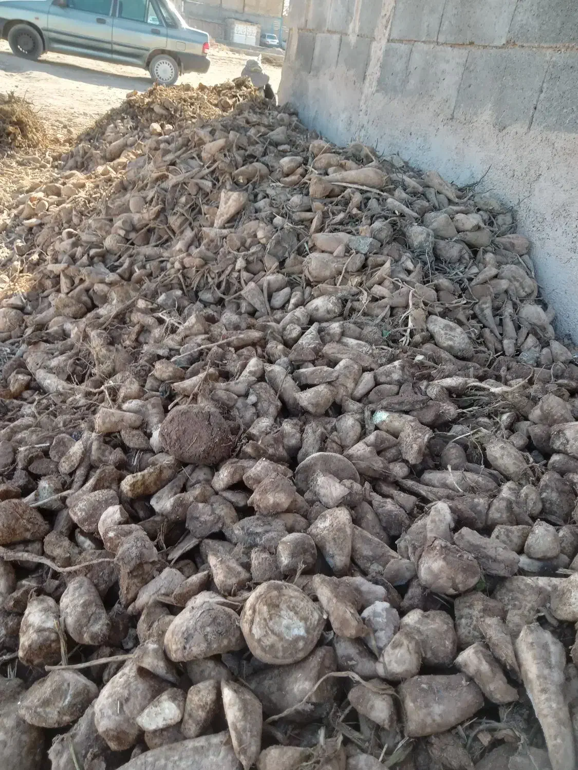 چغندر قند|خدمات باغبانی و درختکاری|تربتحیدریه, قاسم آباد|دیوار