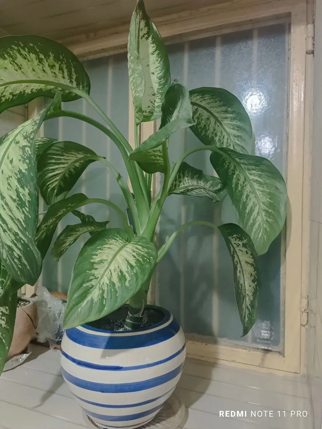 فروش گل|گل و گیاه طبیعی|چغادک, |دیوار