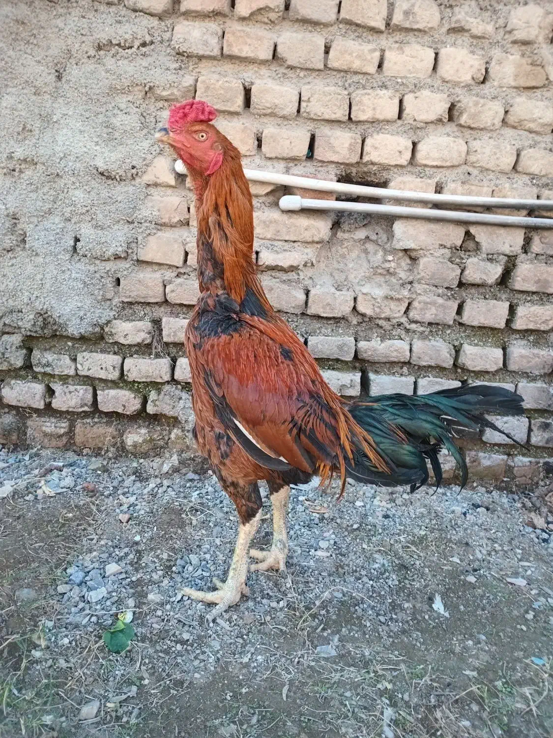 خروس لاری اصیل|حیوانات مزرعه|جلین, |دیوار