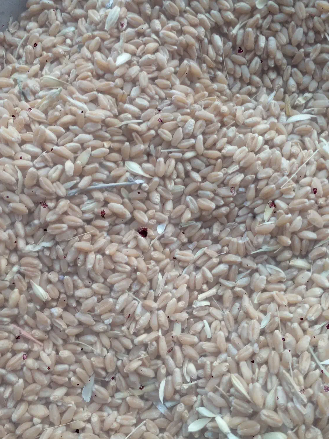 گندم فروشی|خوردنی و آشامیدنی|تربت جام, میان جام|دیوار