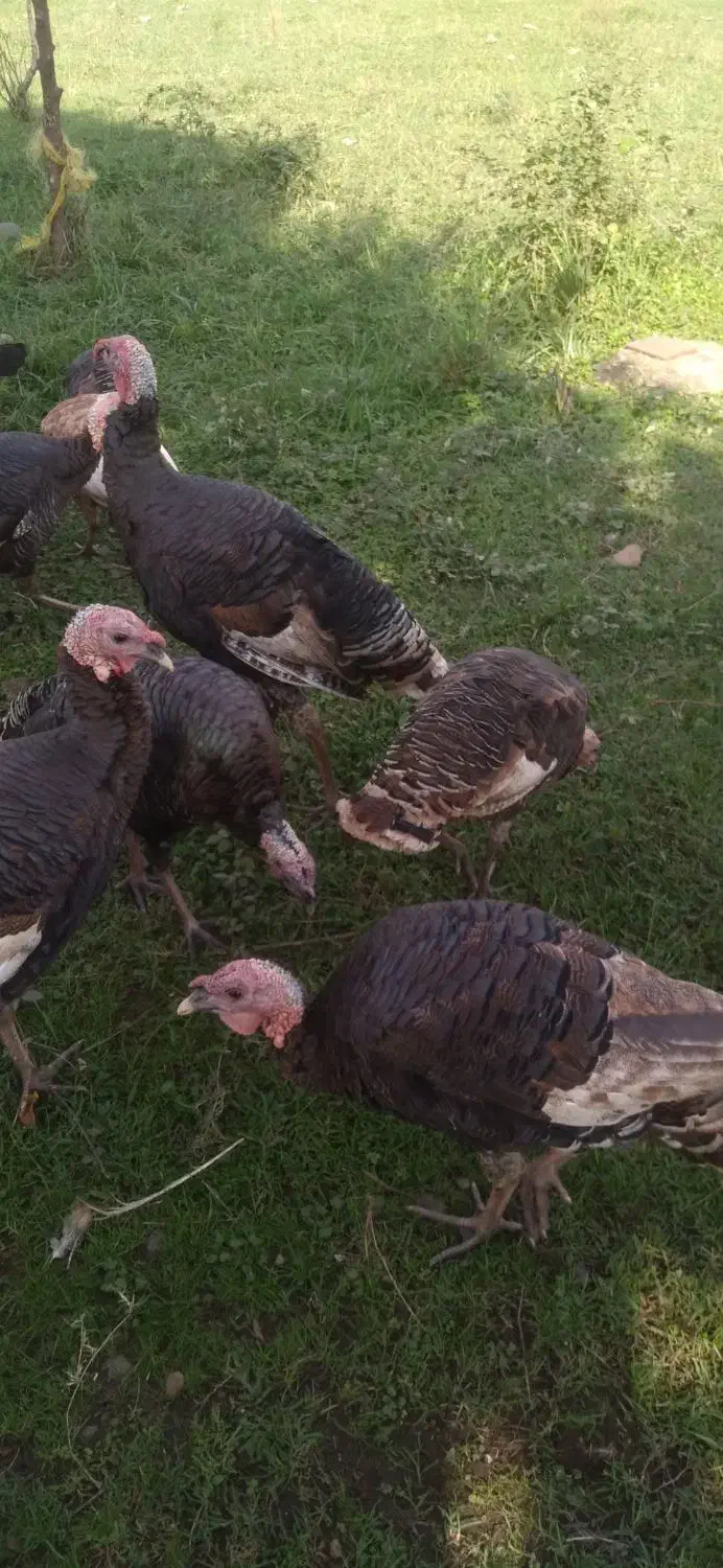 فروش بقلمون|حیوانات مزرعه|رشت, گیل|دیوار