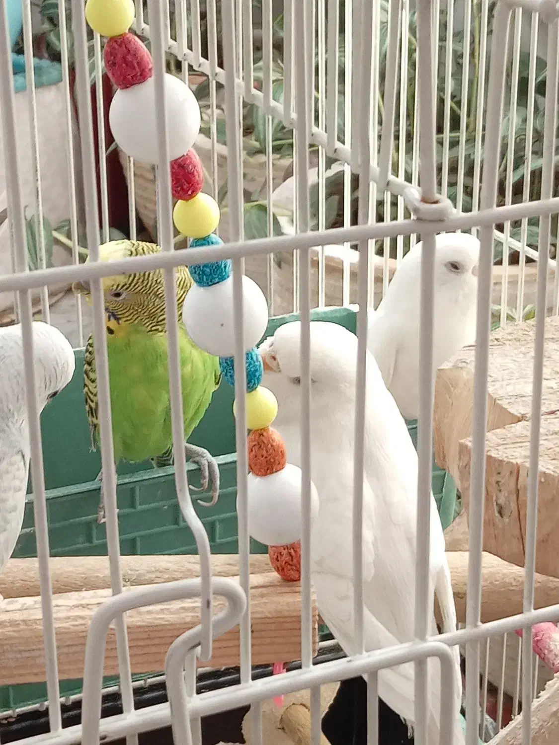 پرنده|پرنده|رباط‌کریم, رباط‌کریم|دیوار