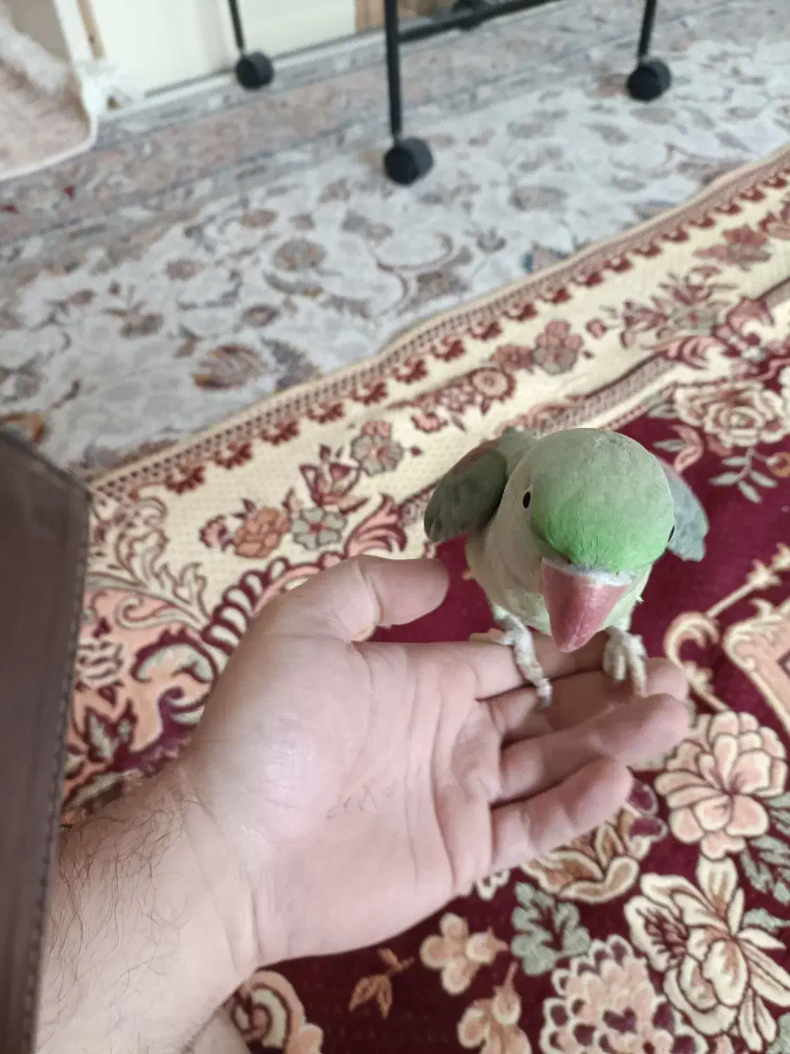 شاه طوطی اهلی|پرنده|باسمنج, |دیوار