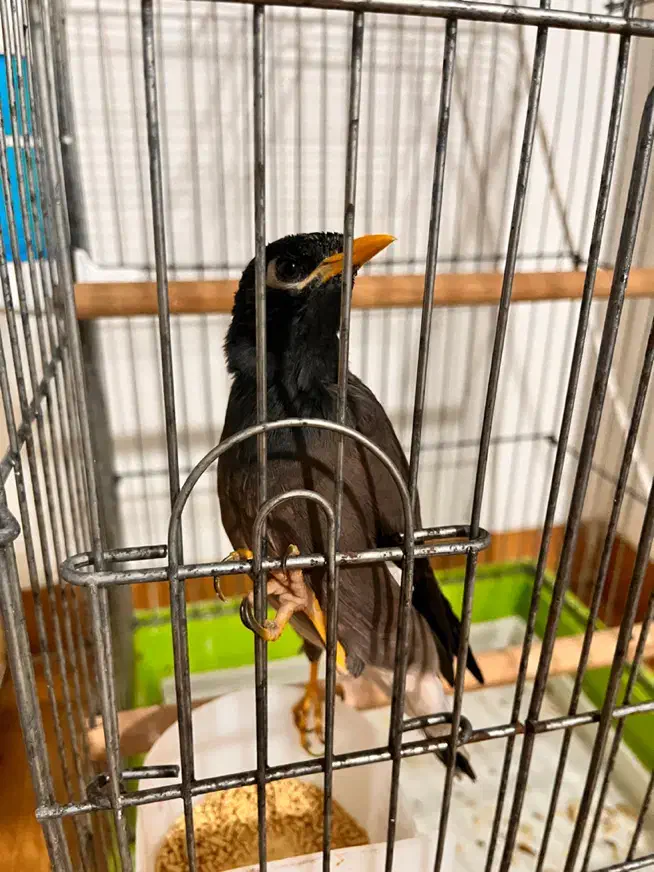 مرغ مینا|پرنده|بندرعباس, |دیوار