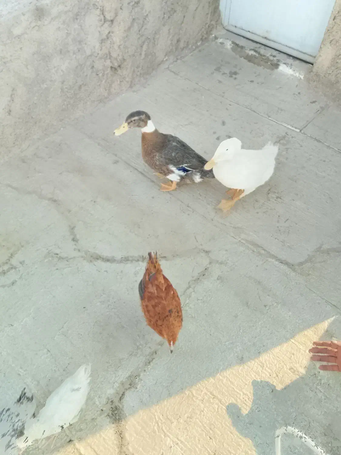 اردک|حیوانات مزرعه|ساوه, |دیوار