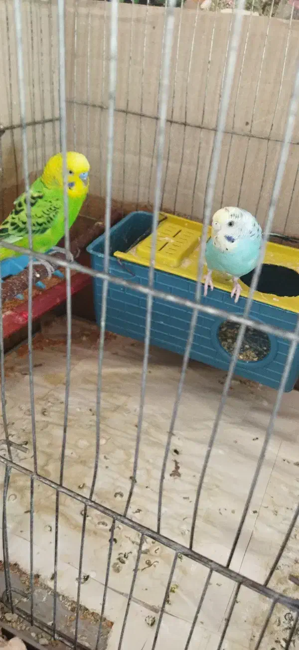 یک جفت مرغ عشق با بچه|پرنده|چهاربرج, |دیوار