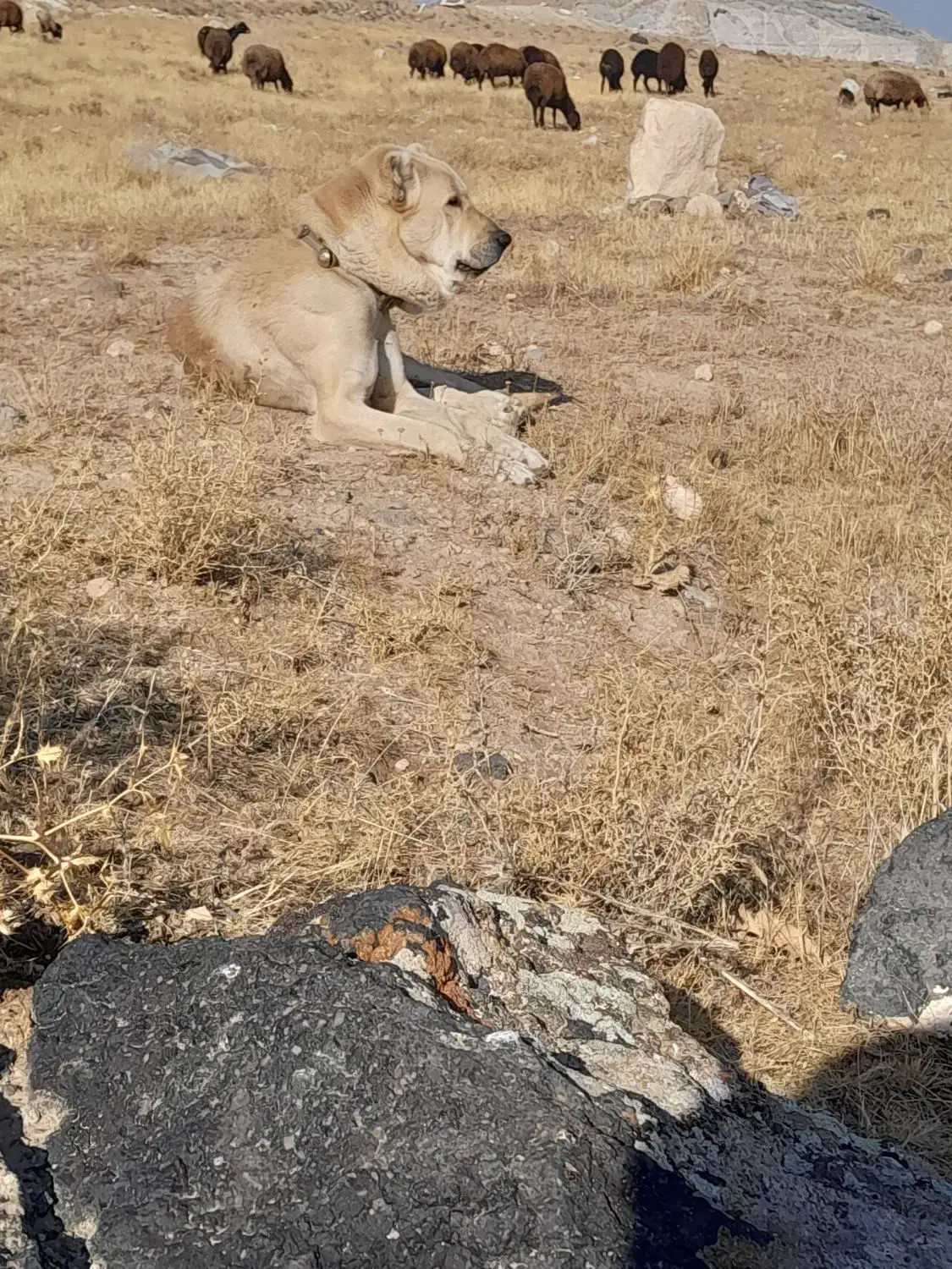 سگ سه ساله|سگ|تبریز, |دیوار