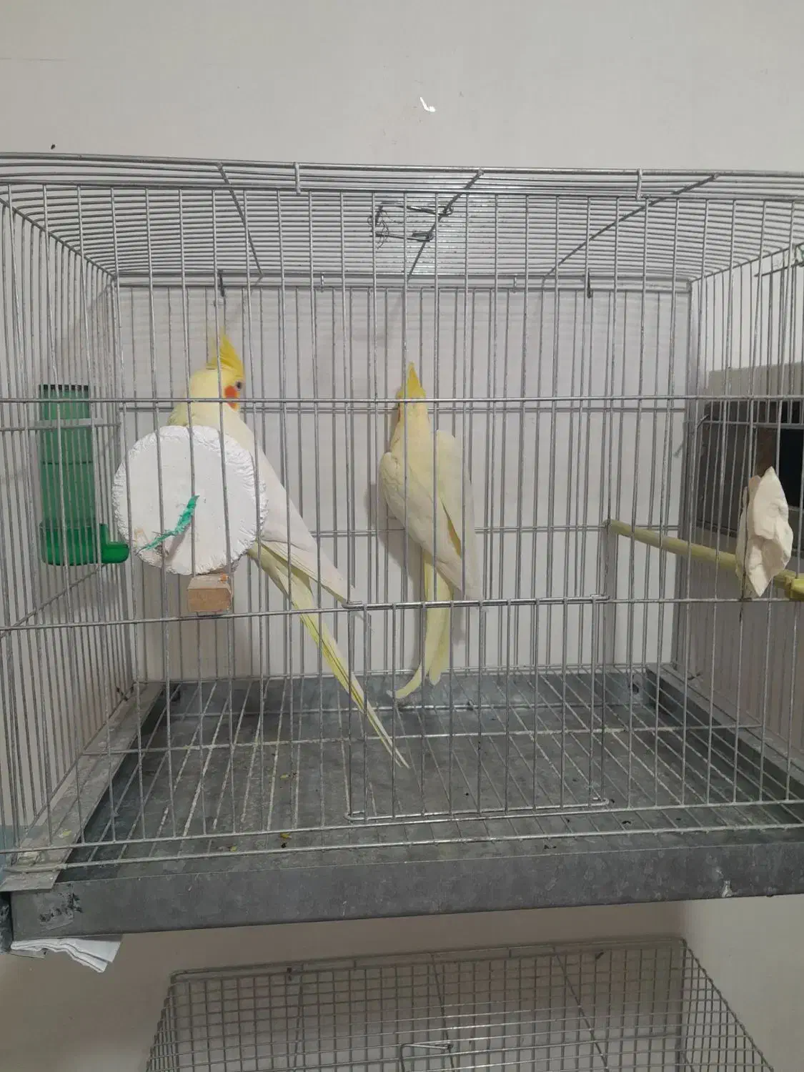 جفت طوطی عروس هلندی|پرنده|اردبیل, |دیوار