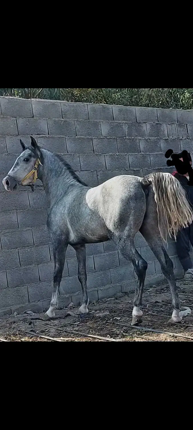 کره اسب سه سال نیم نریان نوه کامران|اسب و تجهیزات اسبسواری|فلاورجان, |دیوار