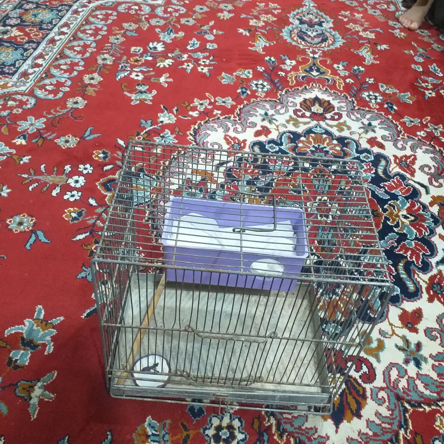 قفس غلامی مخصوص سیره|لوازم جانبی حیوانات|اهواز, فاز ۵ پاداد|دیوار