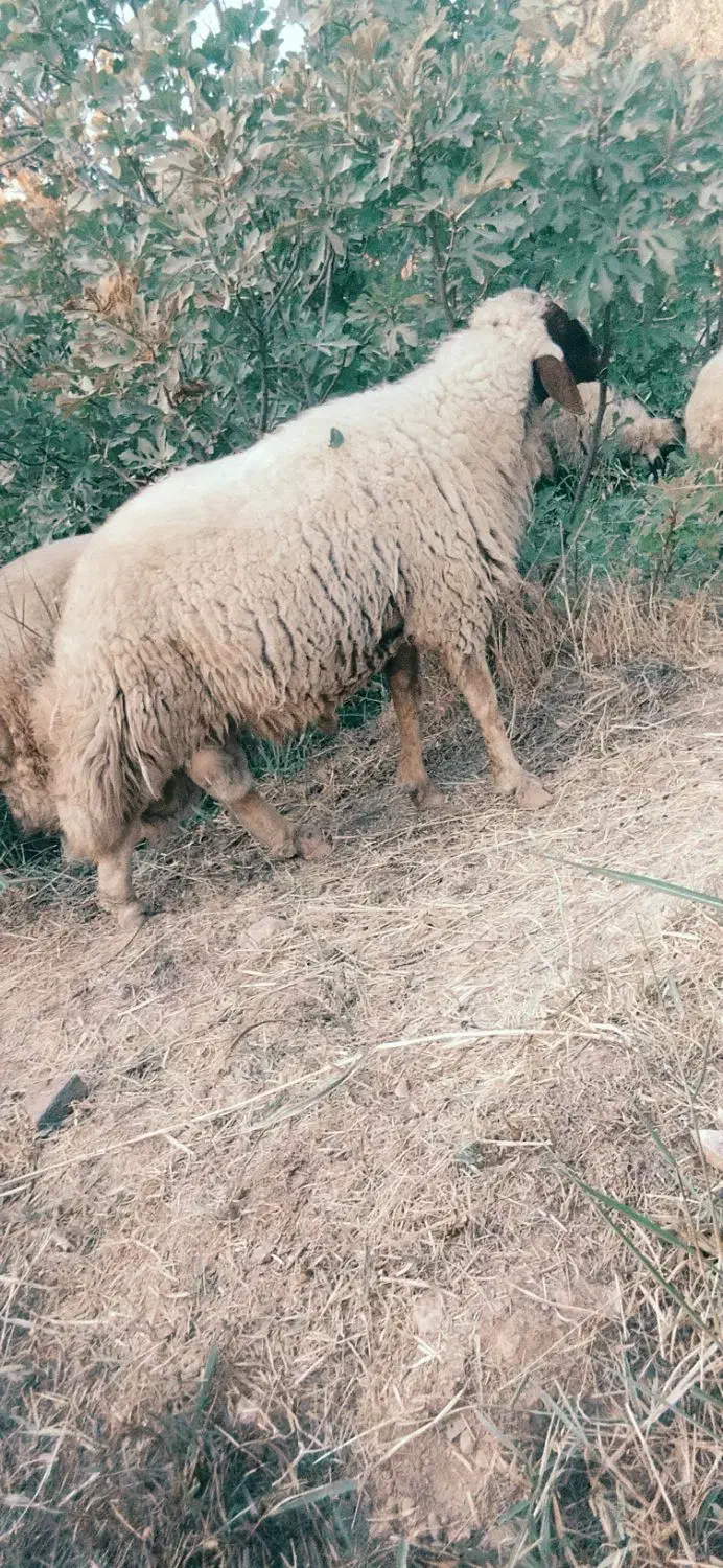 قوچ سنجابی اصیل|حیوانات مزرعه|سرپل ذهاب, |دیوار