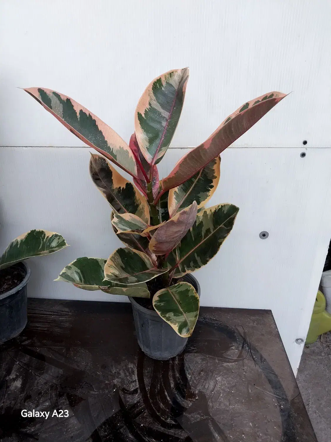 گیاهان آپارتمانی بعلت جا به جایی زاموفیلیا کامپکت|گل و گیاه طبیعی|مشهد, چهارچشمه|دیوار