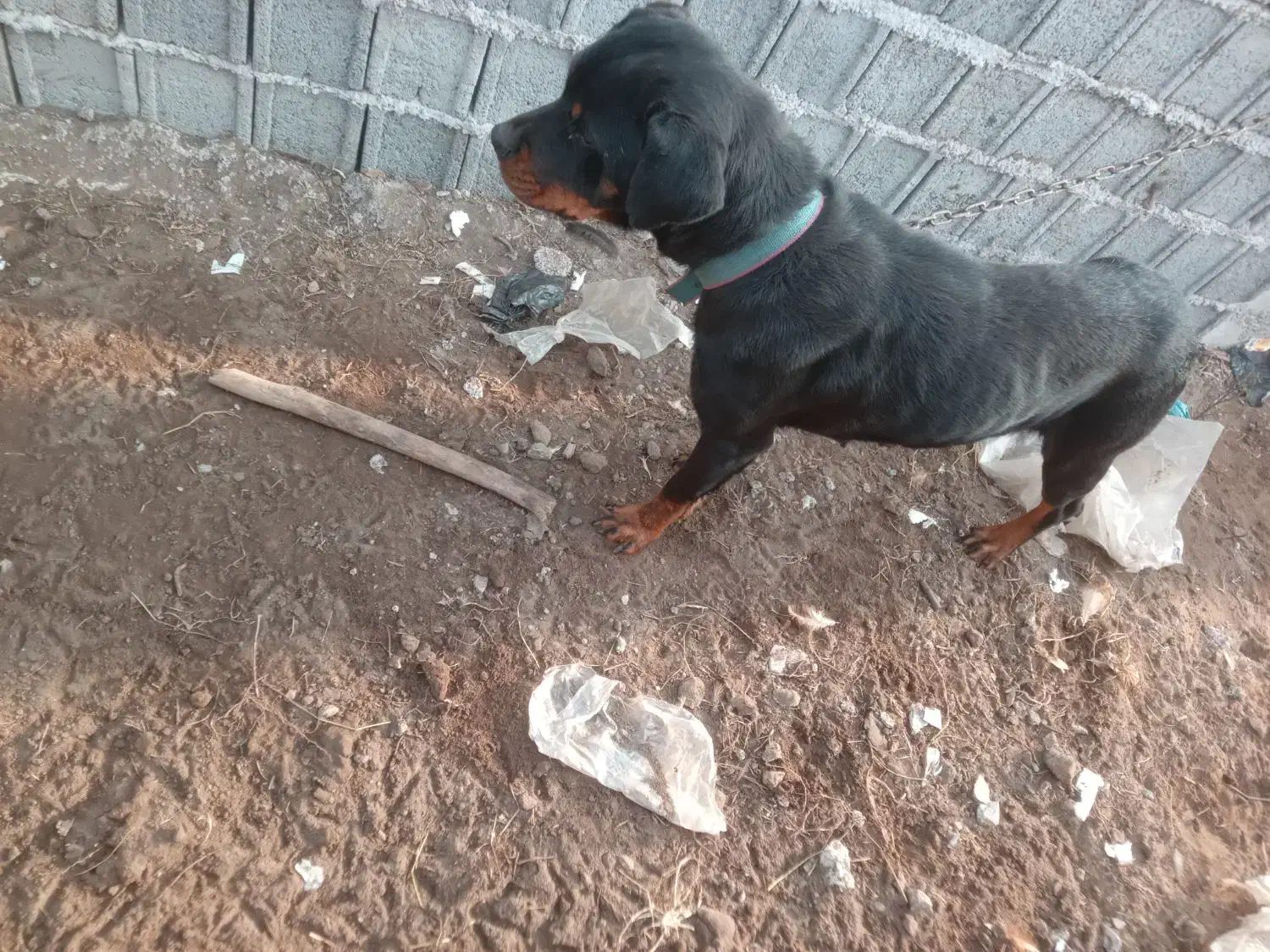 واگذاری لودفایدر ریگان نیست|سگ|رودبنه, |دیوار