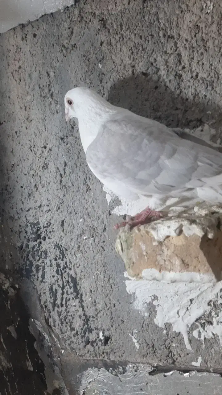 کفتر پشت|پرنده|آشخانه, |دیوار