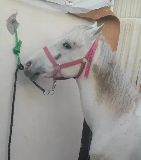 اسب|اسب و تجهیزات اسبسواری|اردبیل, |دیوار