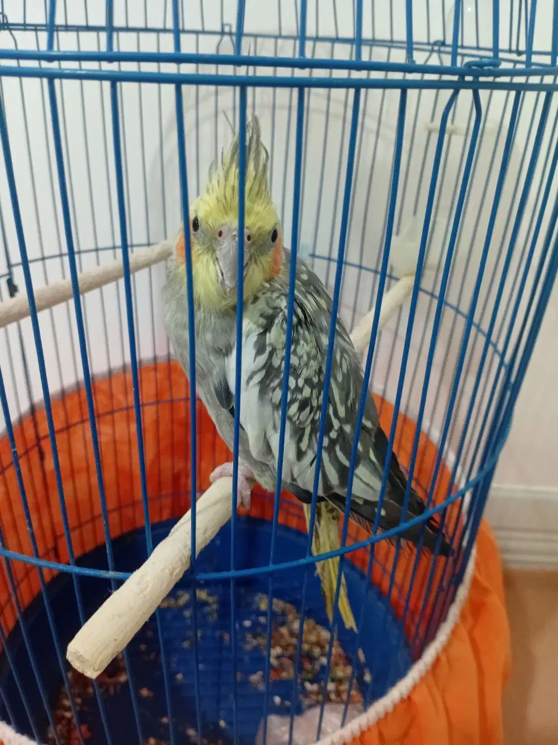 عروس هلندی ماده آماده تخم گذاری|پرنده|قم, علی آباد سعدگان|دیوار