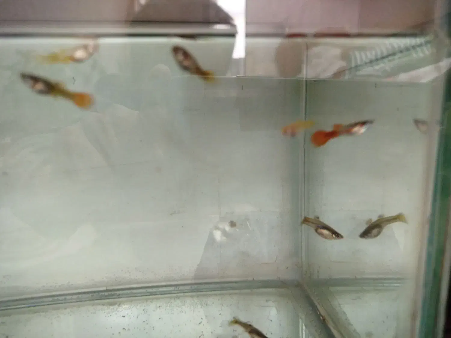 ماهی گوپی وجوئل|ماهی|قم, بنیاد|دیوار