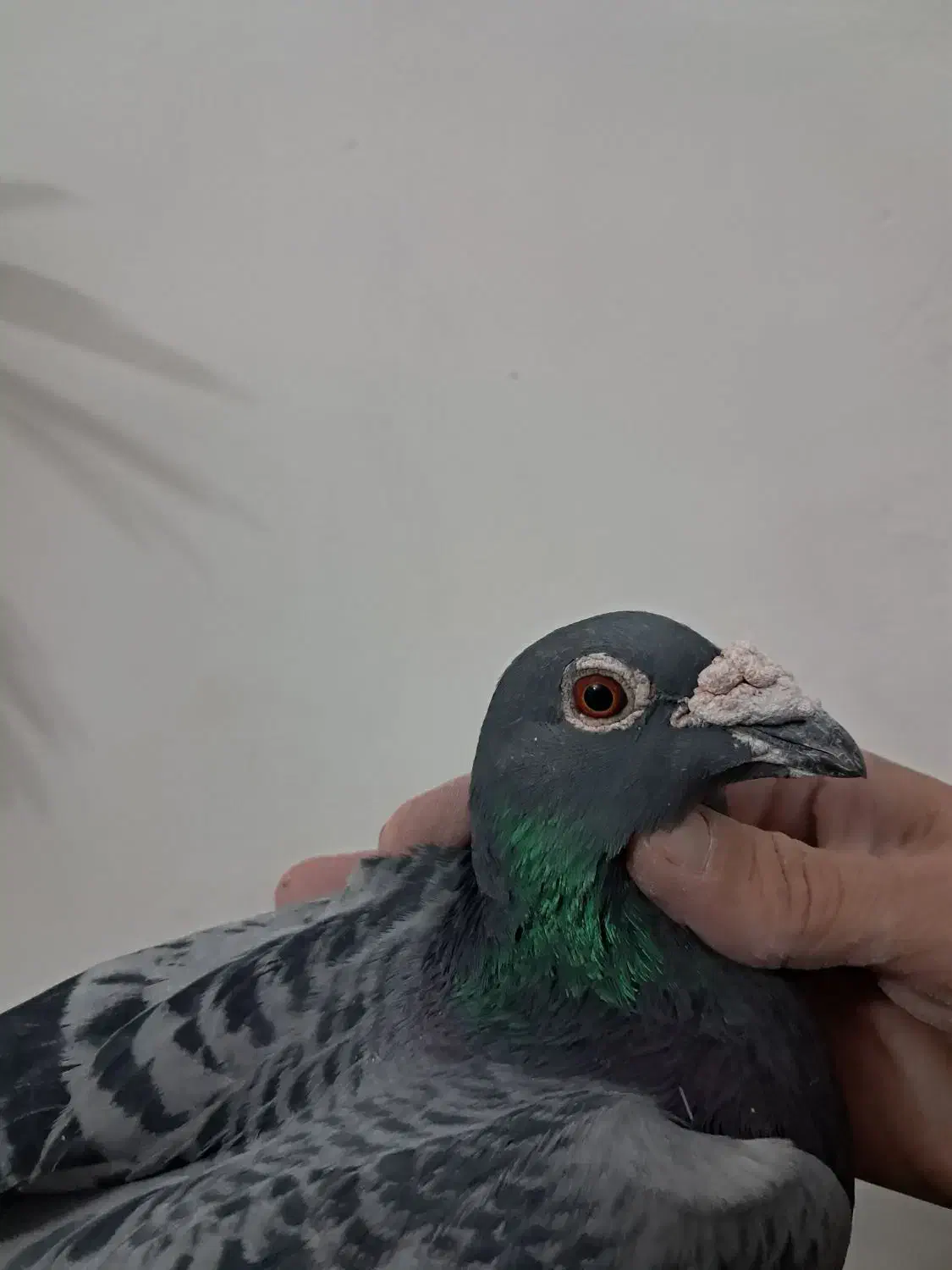 کبوترمسافتی|پرنده|هشتگرد, گلسار|دیوار