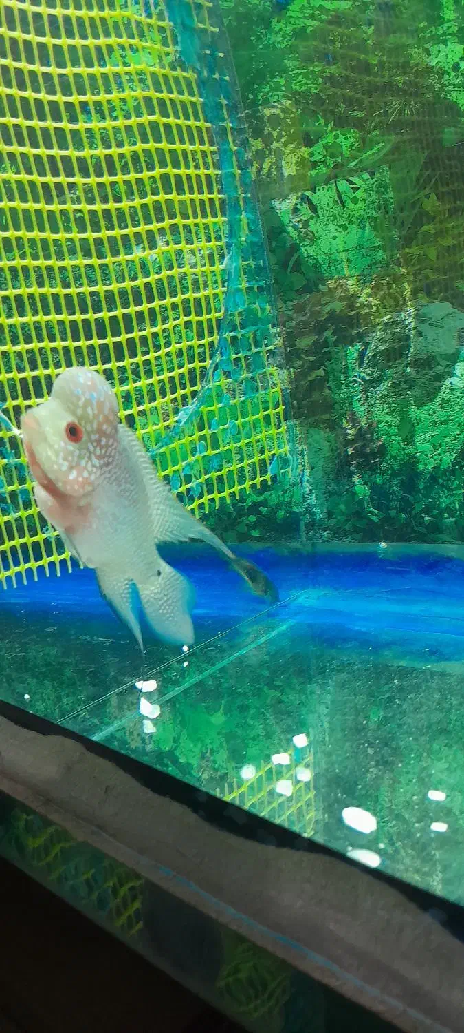 اکواریوم|ماهی|سلماس, |دیوار