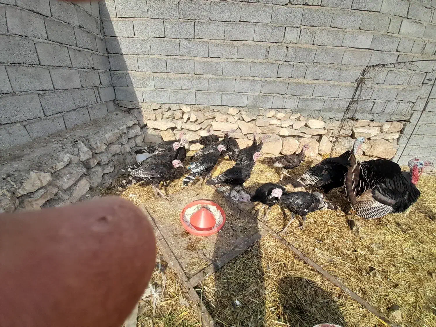 بوقلمون نر|حیوانات مزرعه|خوی, |دیوار