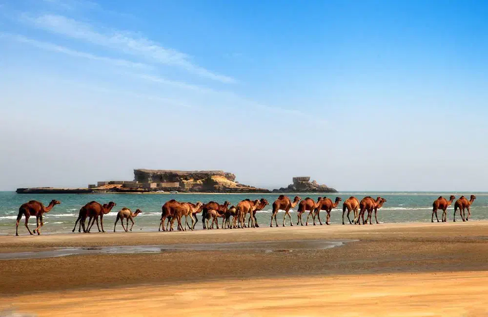گشت جزیره قشم با راننده بومی.|تور و چارتر|درگهان, |دیوار