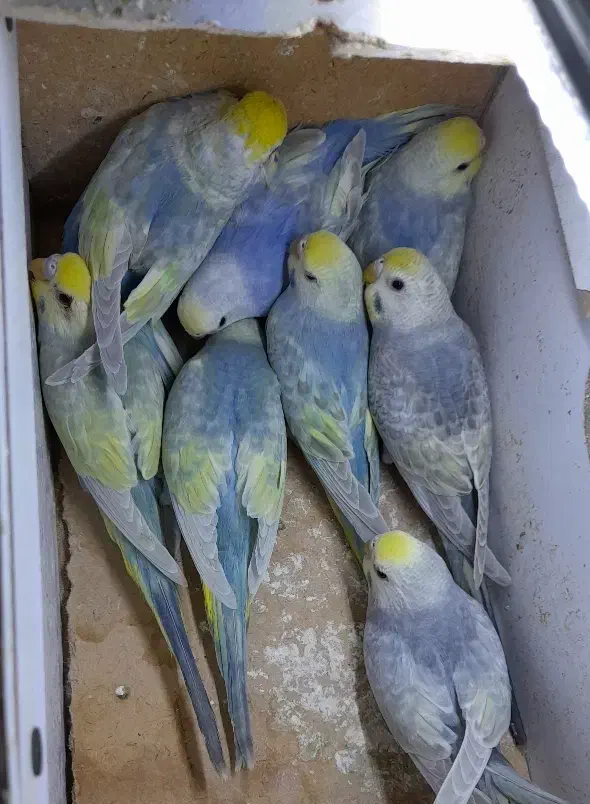 مرغ عشق رینبو با ماده پروانه ای|پرنده|زابل, |دیوار