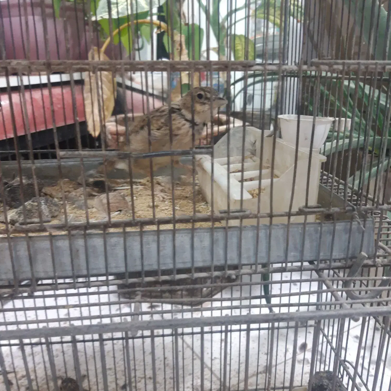 مرغ‌مینا‌سخنگو‌۲عروس‌یک‌ساله‌سره‌۳عدد‌بخون|پرنده|شاهدشهر, |دیوار