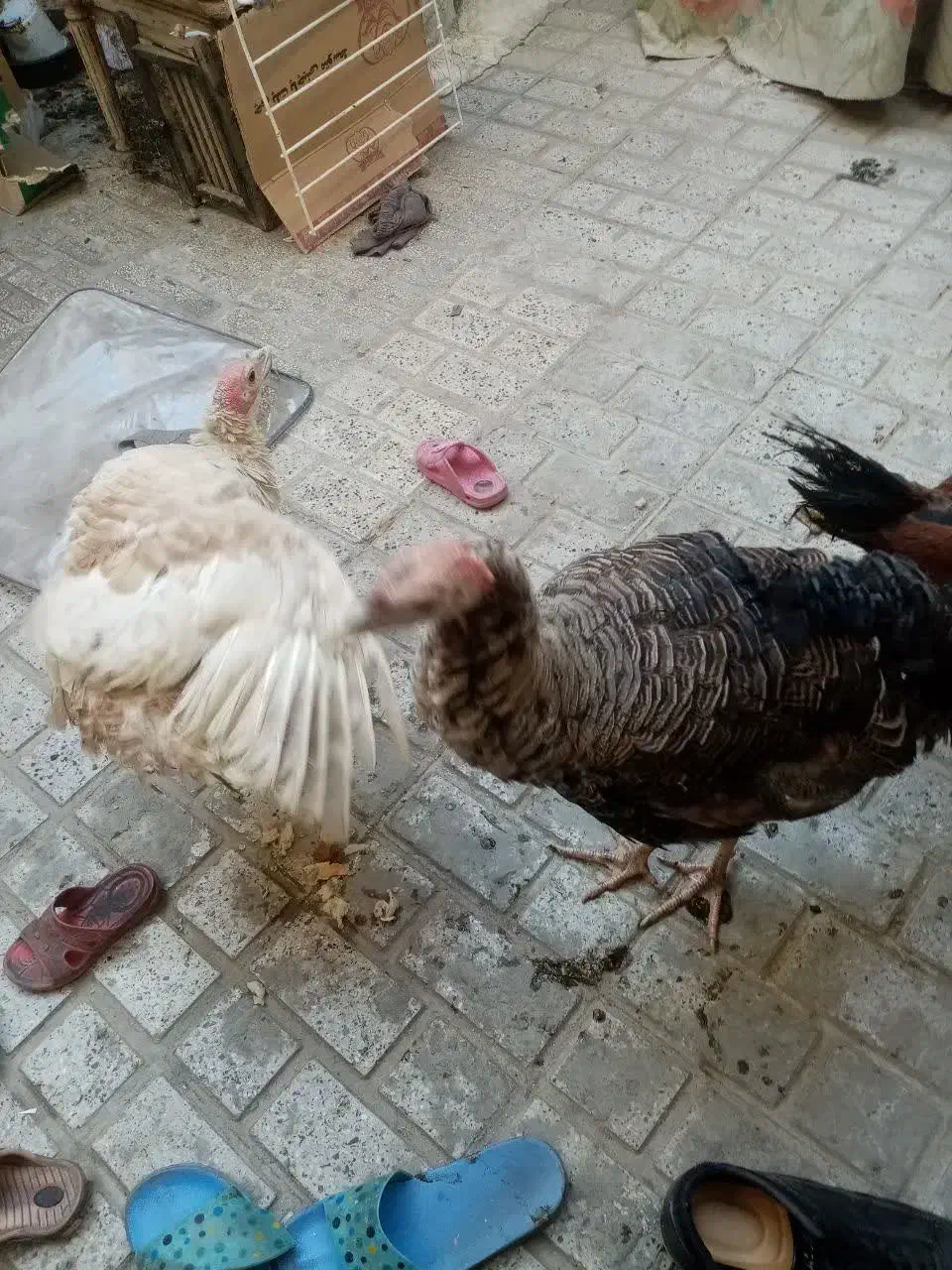 بوقلمون اصل نرماده خروس طاقچه|حیوانات مزرعه|مشهد, بلال|دیوار