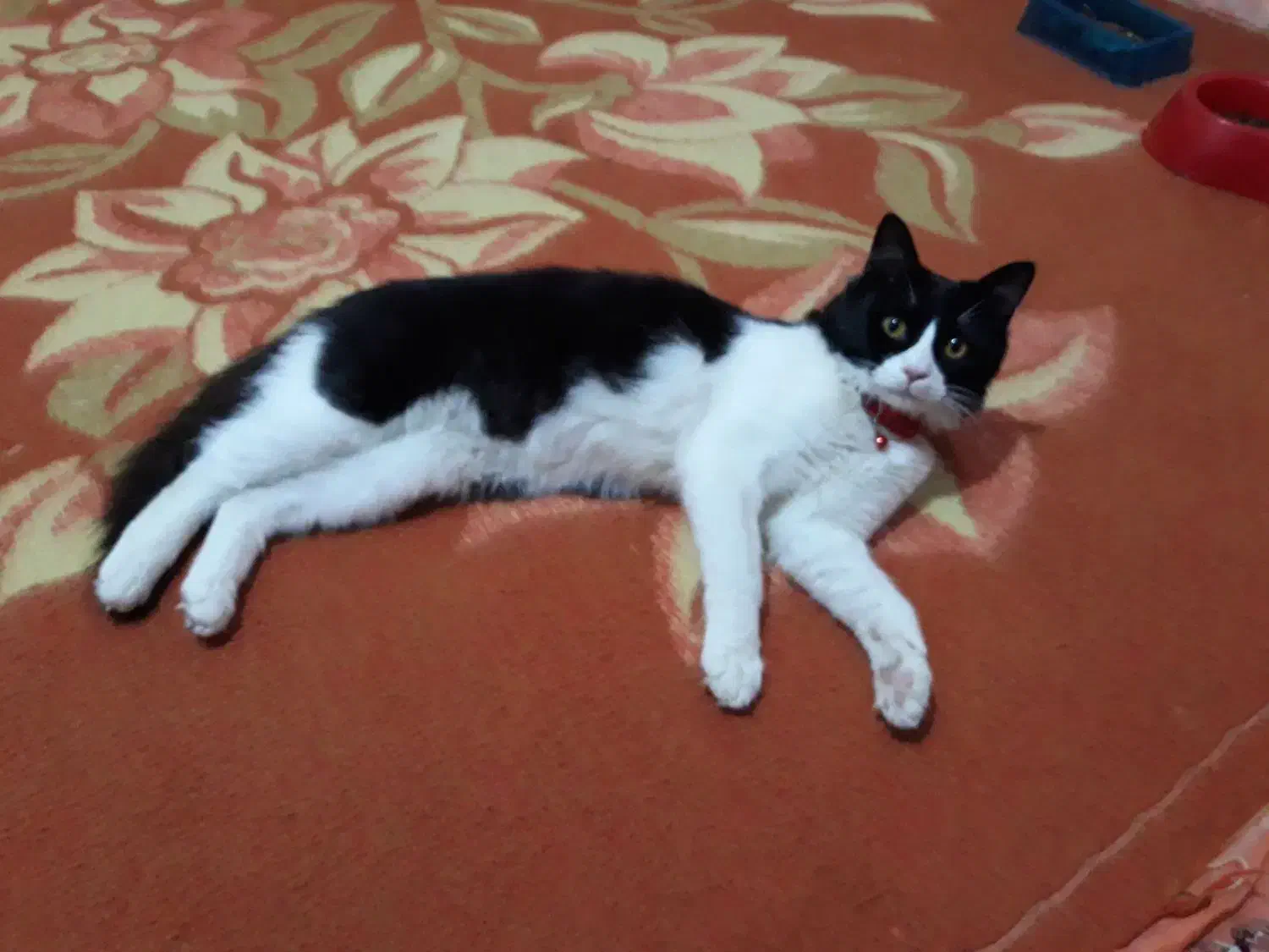 گربه تاکسیدو|حیوانات|خرمشهر, |دیوار