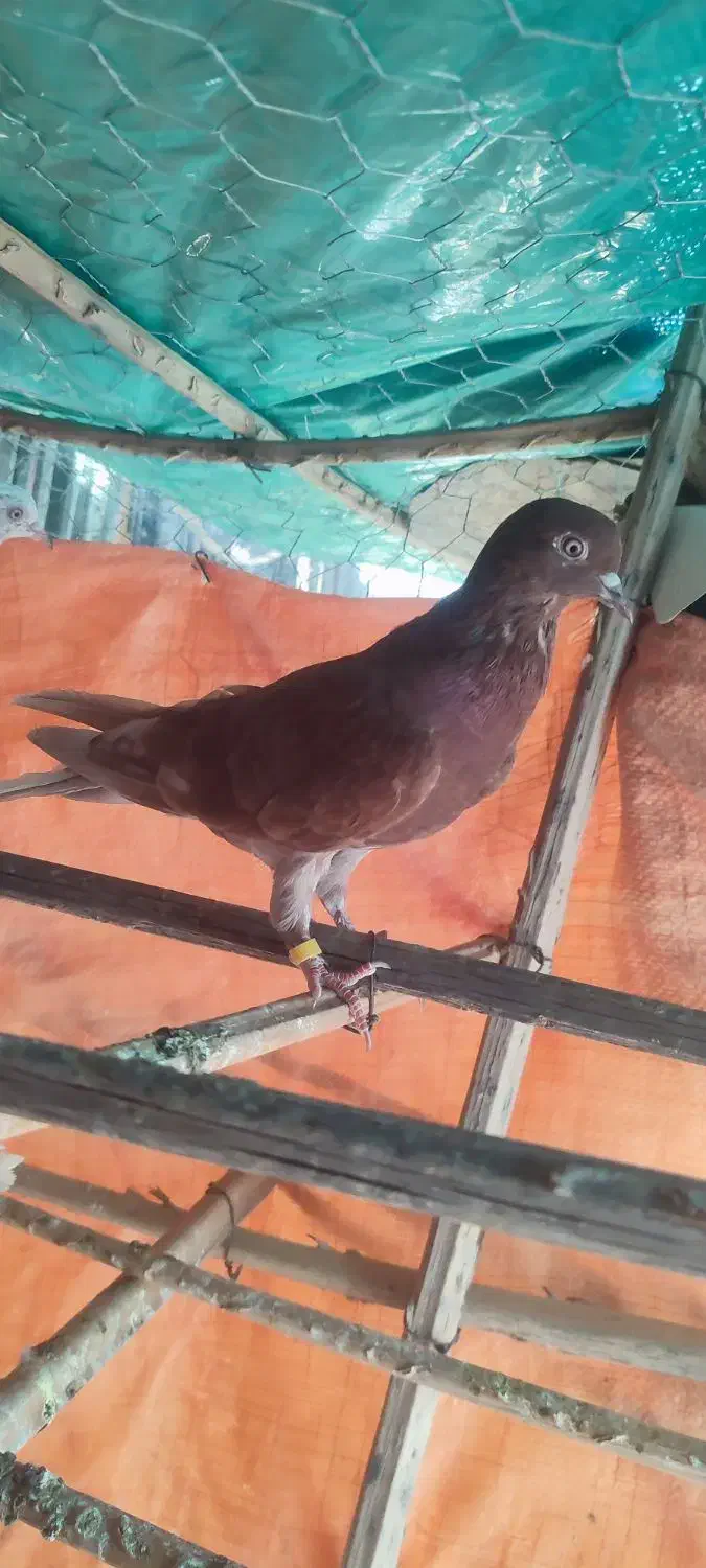 کبوتر کفتر|پرنده|رودان, |دیوار