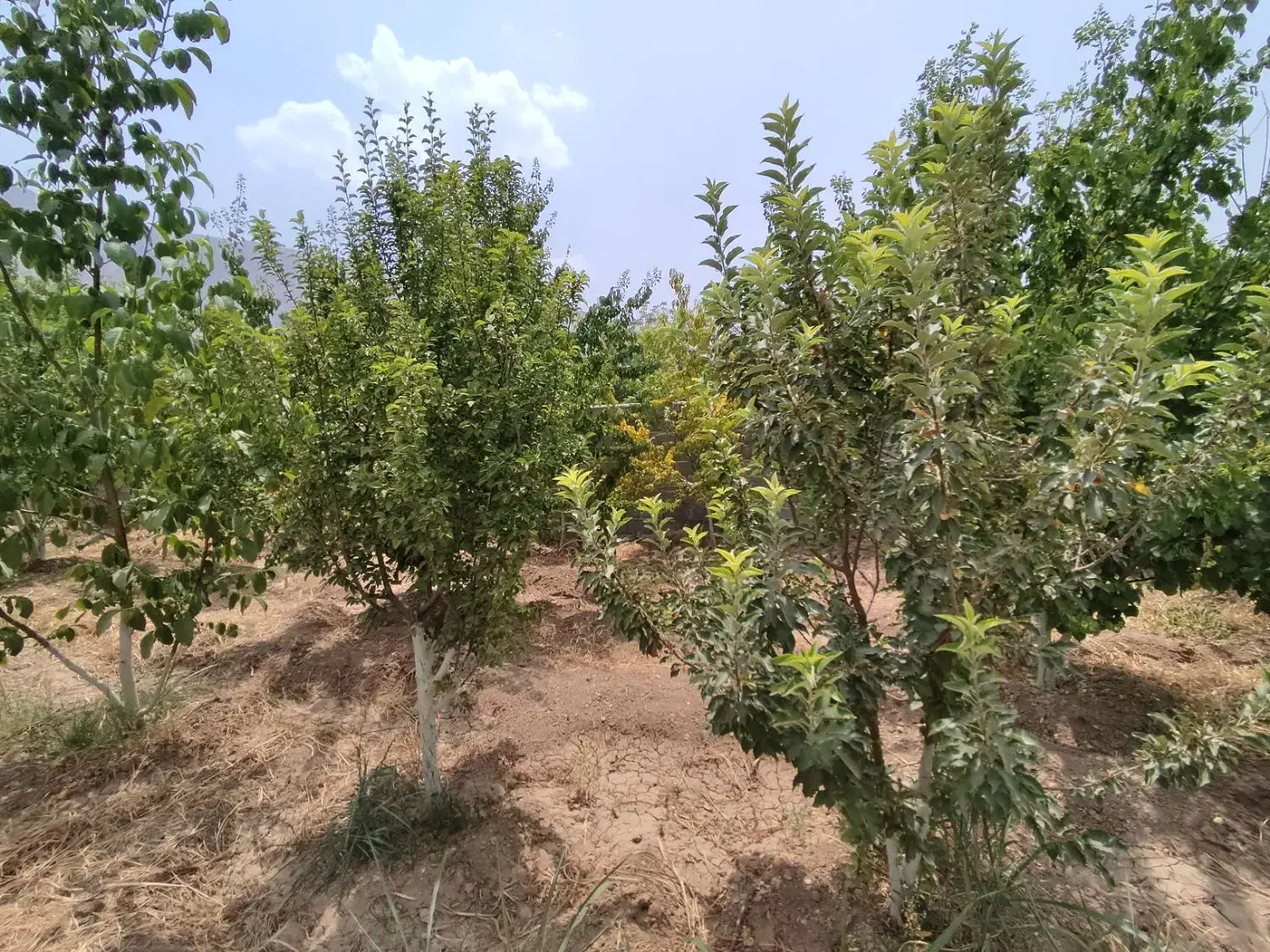 باغ شهری|فروش زمین و ملک کلنگی|سیدان, |دیوار