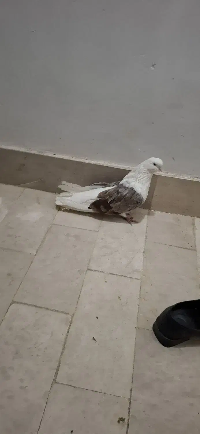 ۲کت سرور|پرنده|ابهر, |دیوار