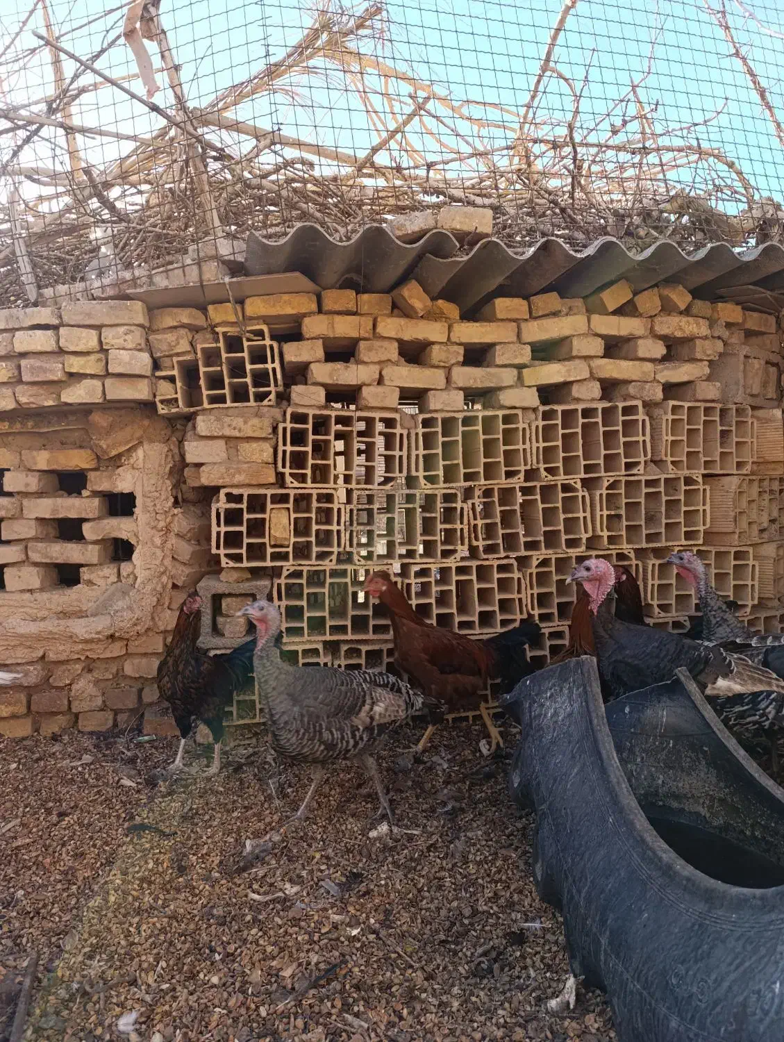 بوقلمون فروشی|حیوانات مزرعه|اردکان, |دیوار