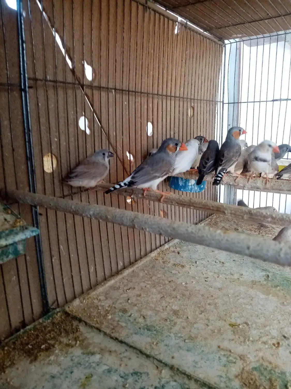 فزوش 20 عدد فنچ معمولی|پرنده|اردکان, |دیوار