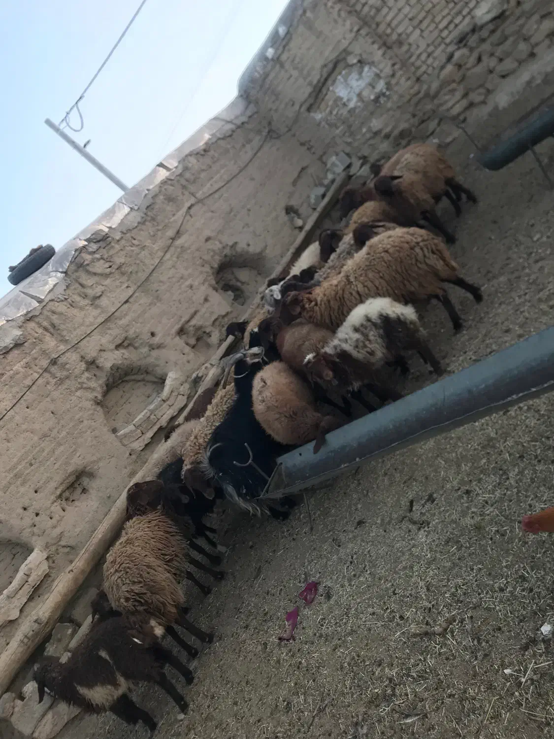 میش وبره|حیوانات مزرعه|خوانسار, |دیوار