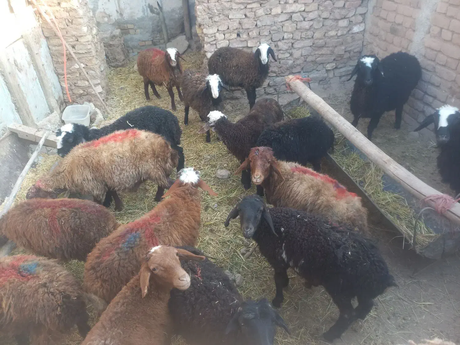 گوسفند فروشی تکی و کلی|حیوانات مزرعه|الوند, |دیوار