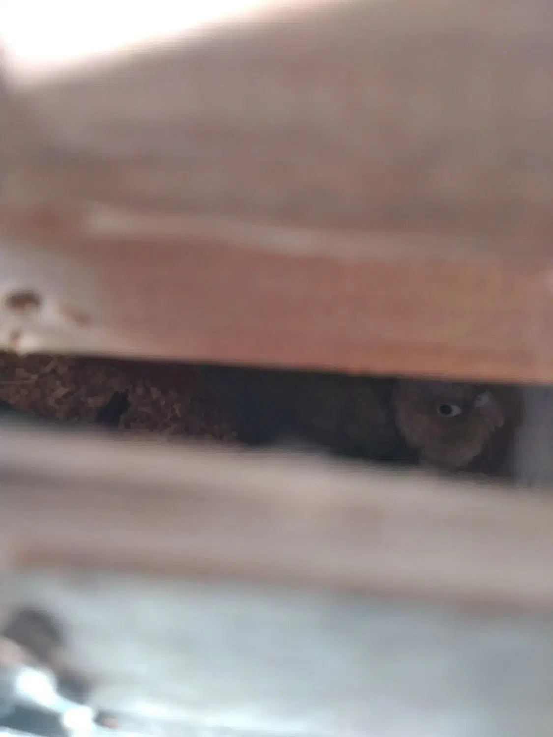 تخم نطفه دار گرینچیک|پرنده|کرج, چهارصد دستگاه|دیوار