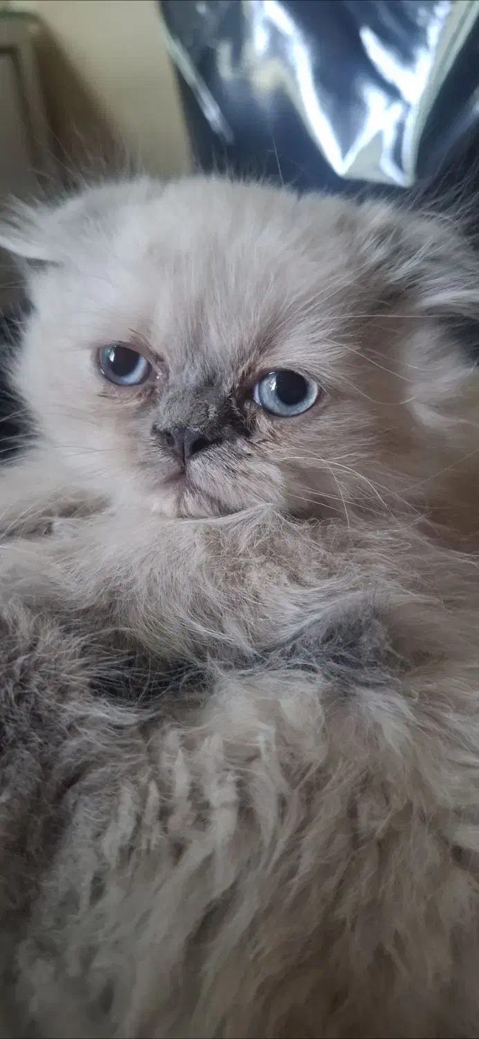 اسکاتیش پرشین بلو پوینت چشم ابی نر|گربه|تبریز, |دیوار