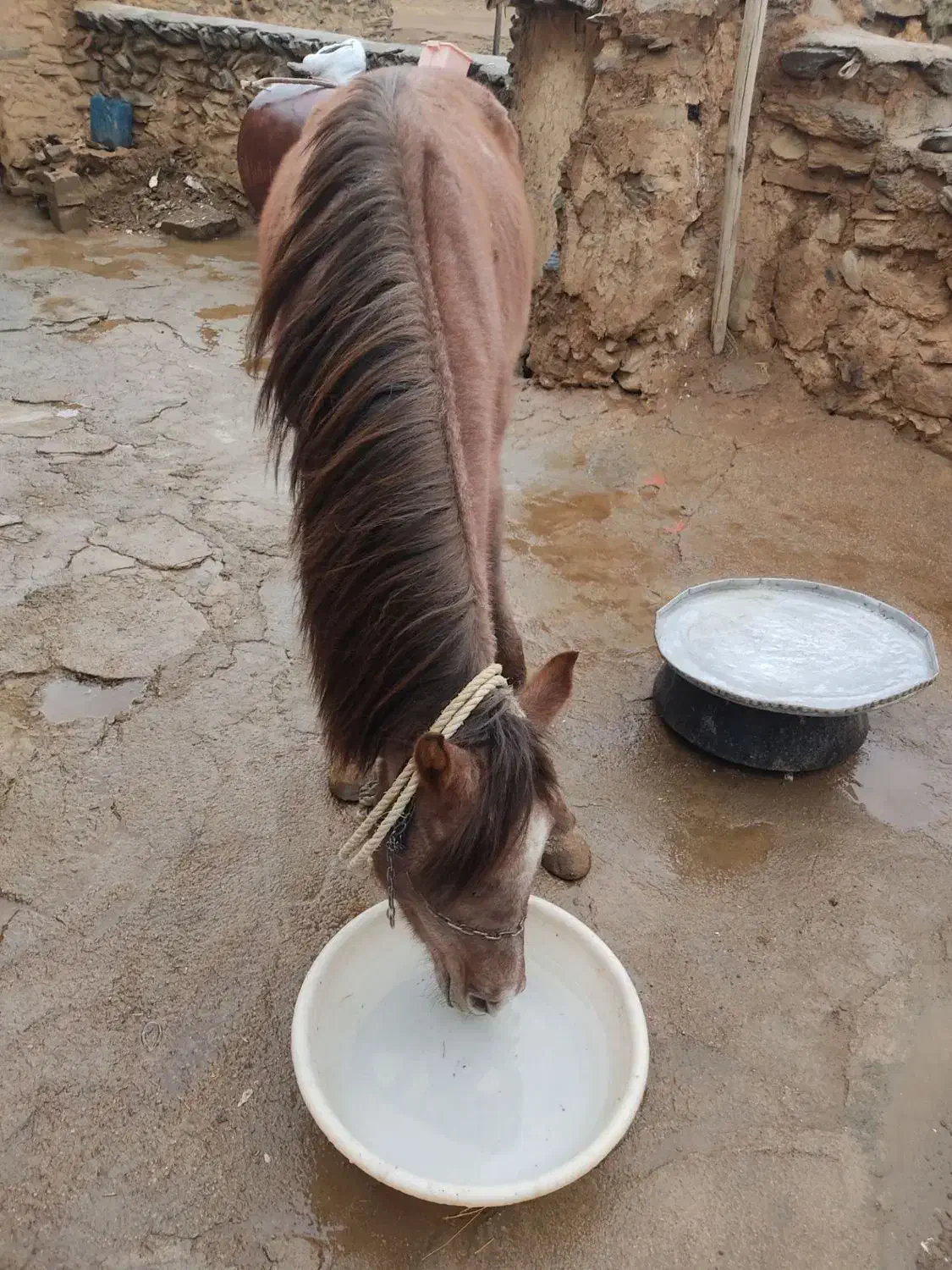 فروشی|اسب و تجهیزات اسب‌سواری|شاهین دژ, |دیوار