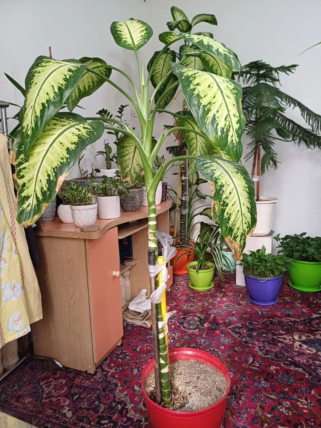 گل طبیعی گل دیفن باخیا|گل و گیاه طبیعی|مشهد, رضاشهر|دیوار