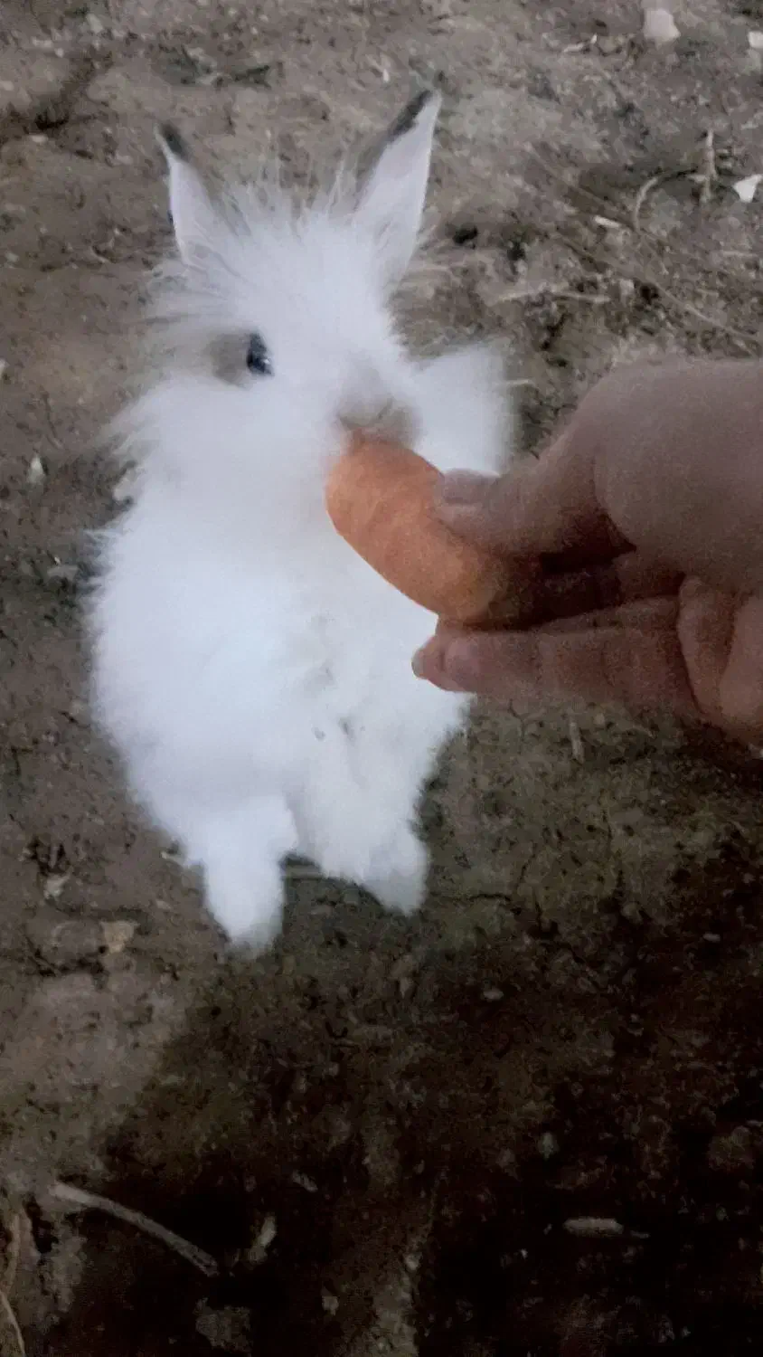 خرگوش لپ|موش و خرگوش|اندیمشک, |دیوار