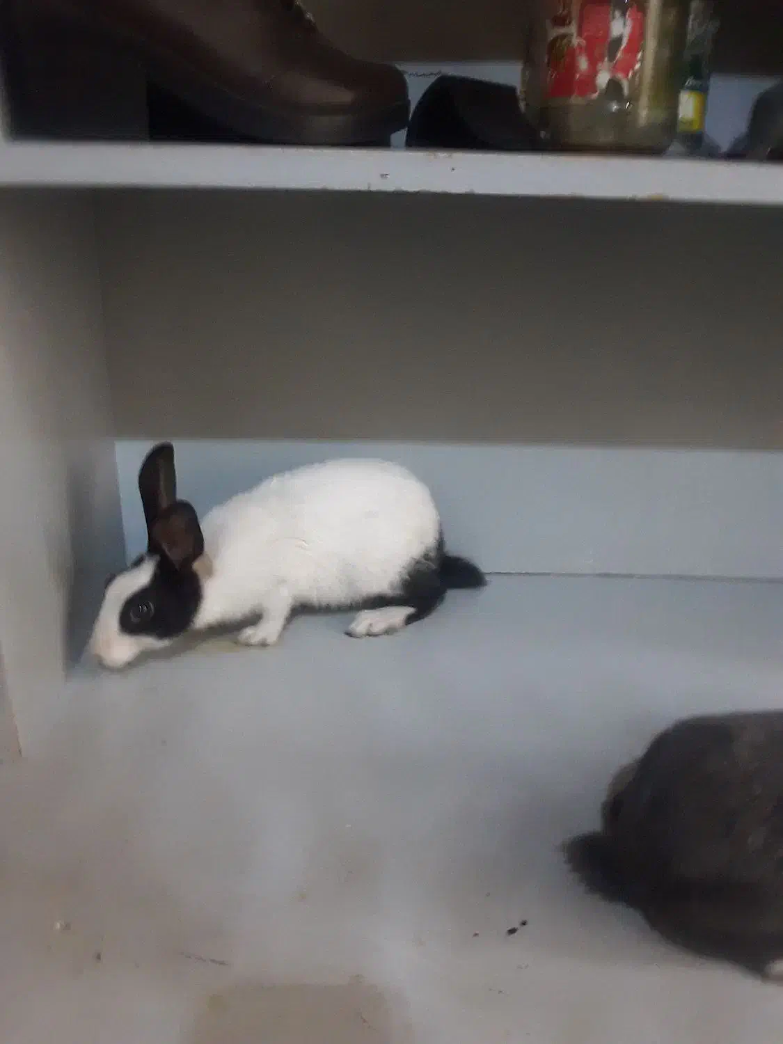 خرگوش ۲ ماهه|موش و خرگوش|ارومیه, |دیوار