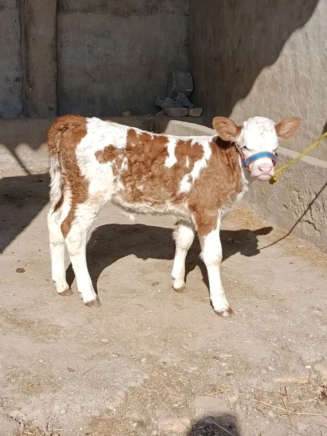 گوساله ماده سیمینتال شرابی جنس اصیل|حیوانات مزرعه|گنبد کاووس, |دیوار